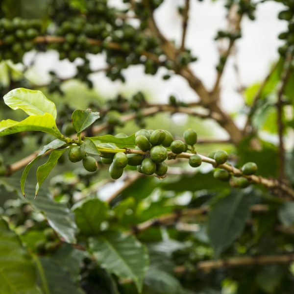 close-up-unripe-coffee-cherries-growing-tree close-up-unripe-coffee-cherries-growing-tree