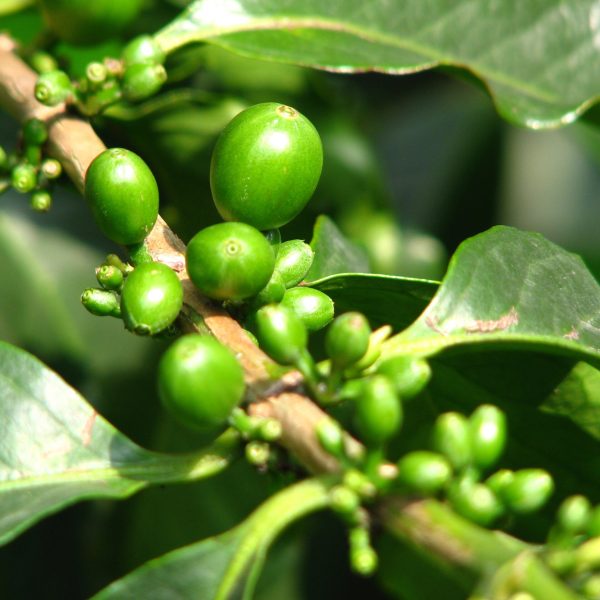 Closeup of green coffee beans growing on the branch A closeup of green coffee beans growing on the branch