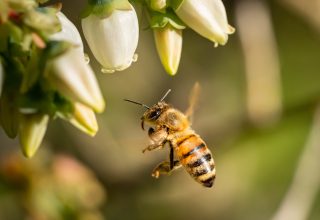 A closeup shot of a bee flying to pollinate white flowers