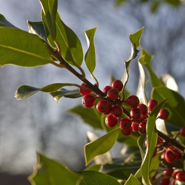Closeup shot of a holly branch with leaves A closeup shot of a holly branch with leaves